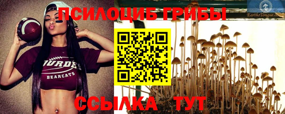 Гурьевск  Галлюциногенные грибы Psilocybe  где найти наркотики  Вход с VPN 
